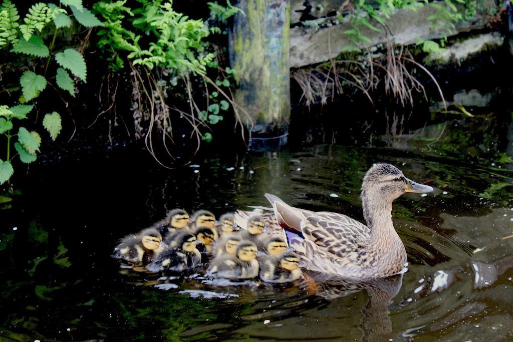 De Galeriet Giethoorn Bed & Breakfast Bagian luar foto